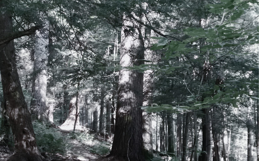 Old Growth Report: Guest Responses